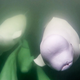 Some of the beluga boys from the live cam.